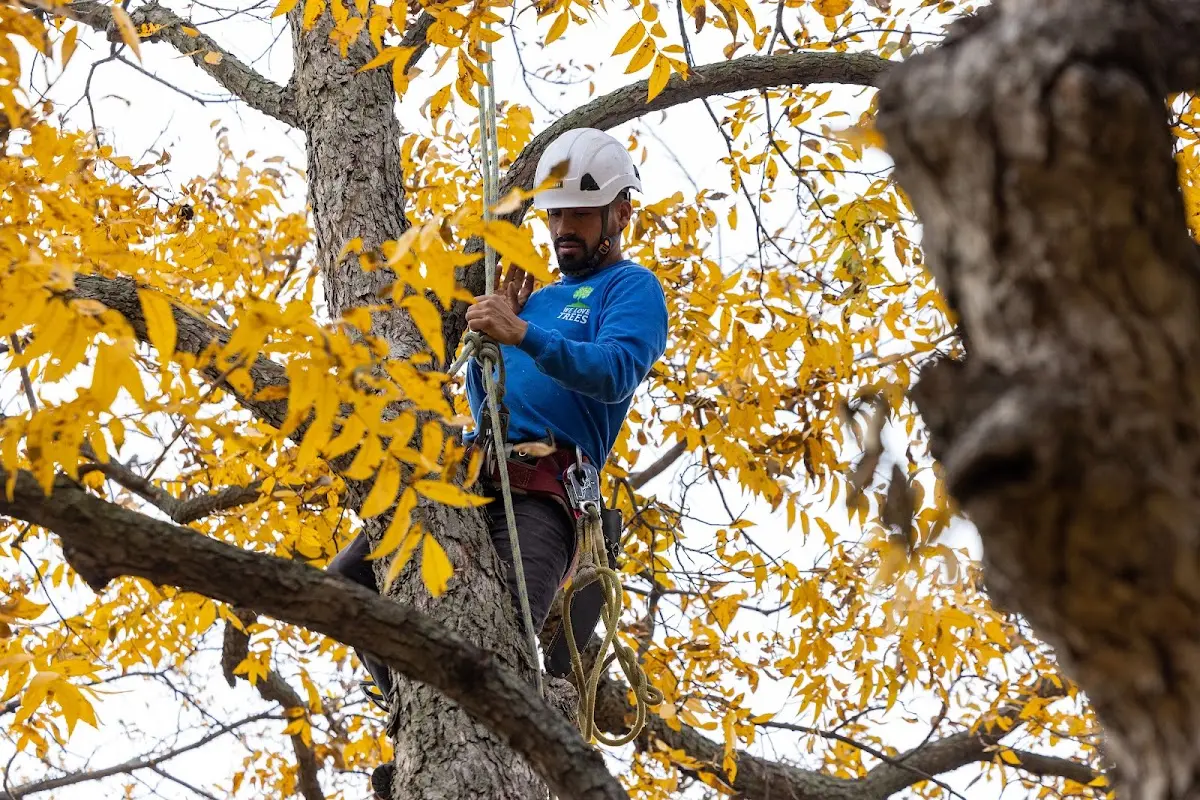 Skilled Tree Planting crew working in Foster